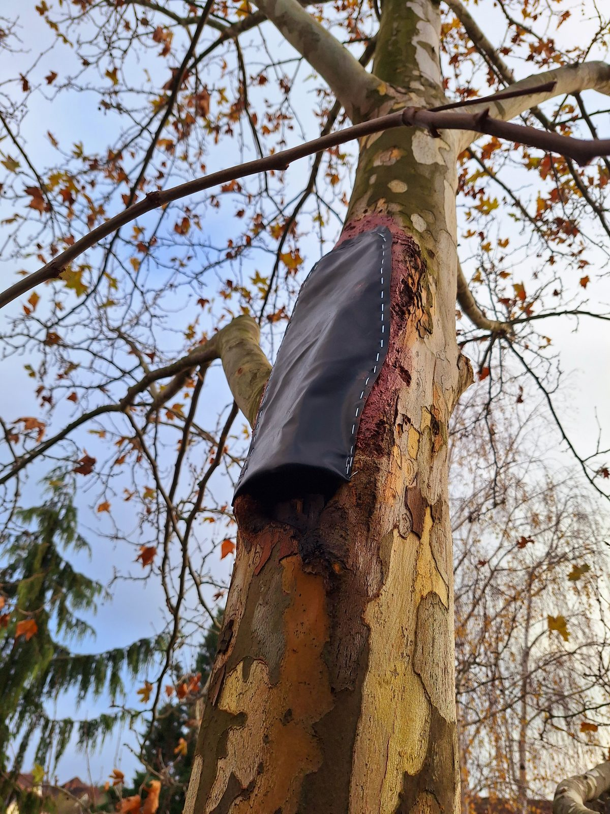Védőhüvely a fa törzsén