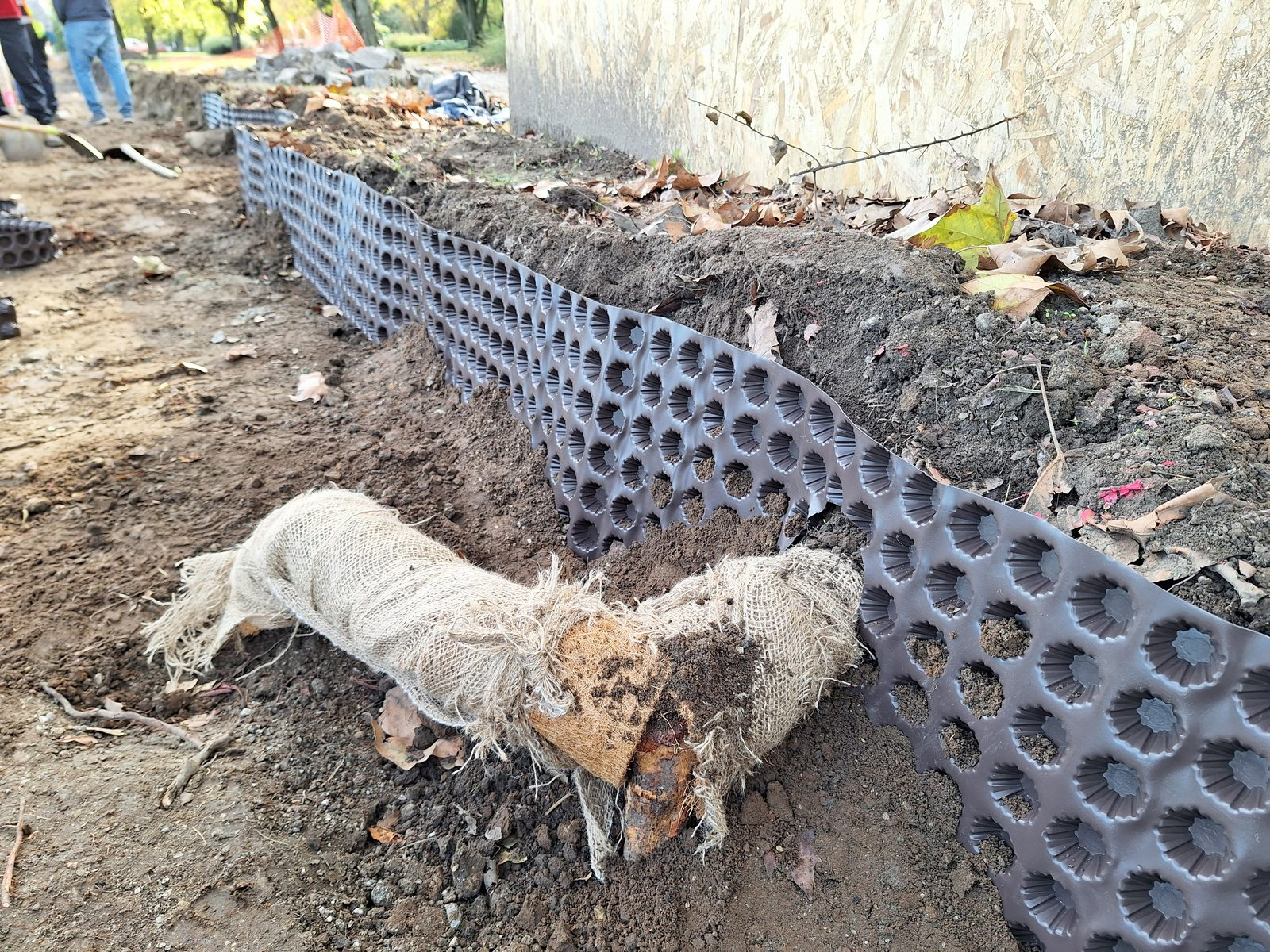 Gyökérzóna védelme a földmunka során