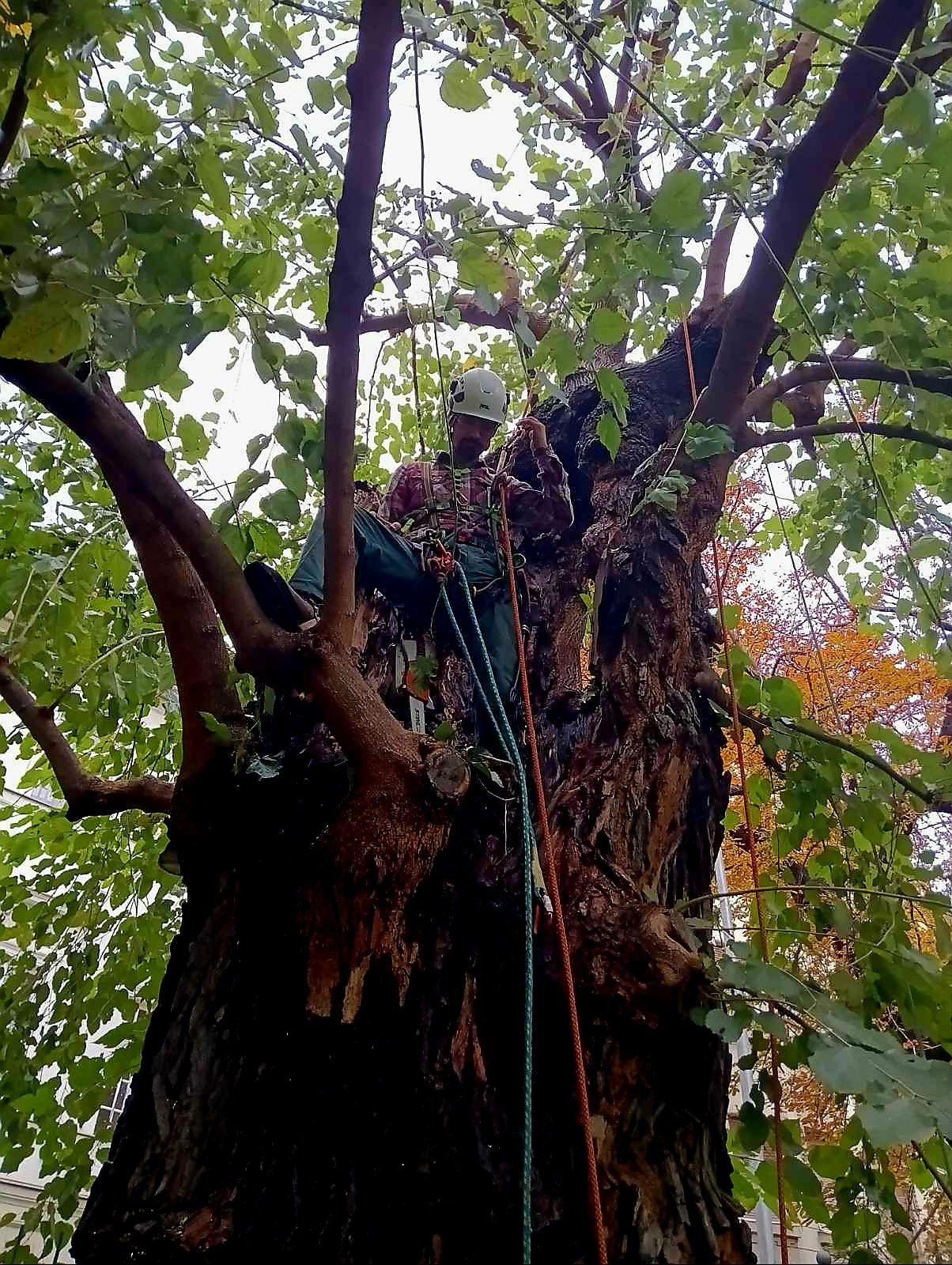 Idős, odvas fa vizsgálata a koronában